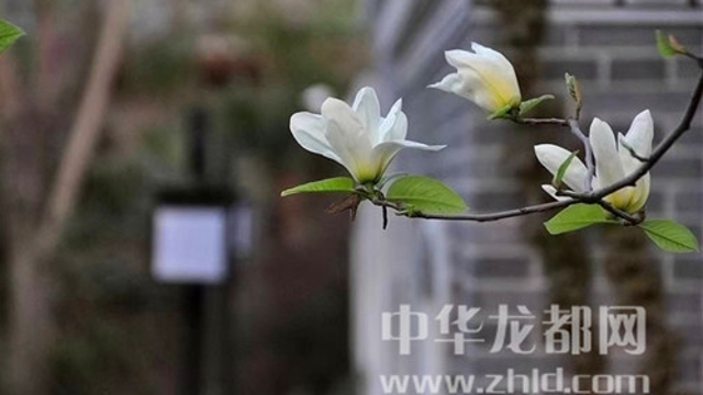 淮陽蓮舍，多了一份味道