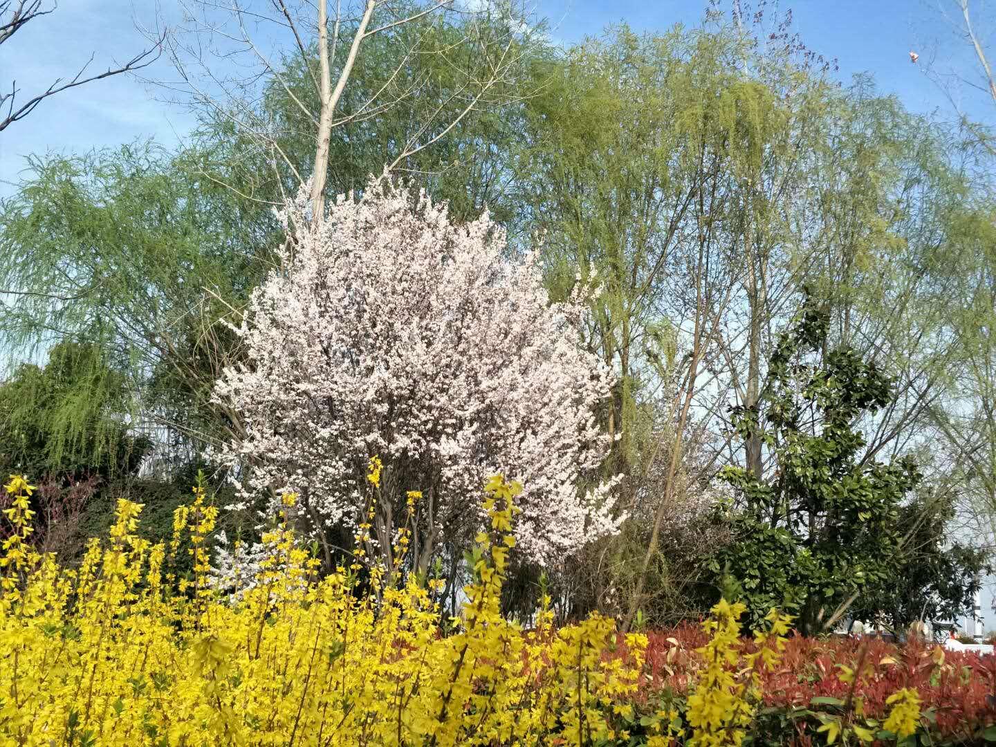 春天里，我們一起來看花