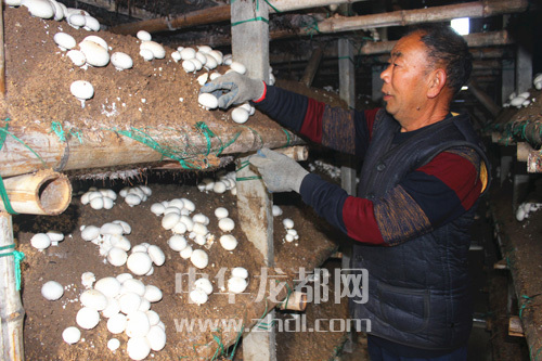 周口項(xiàng)城：食用菌種植基地內(nèi)，工人正在查看雙孢菇長(zhǎng)勢(shì)