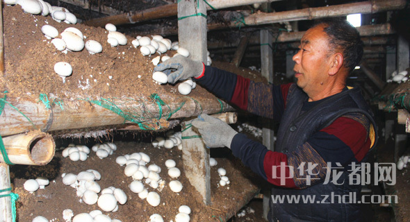 周口項(xiàng)城：食用菌種植基地內(nèi)，工人正在查看雙孢菇長(zhǎng)勢(shì)